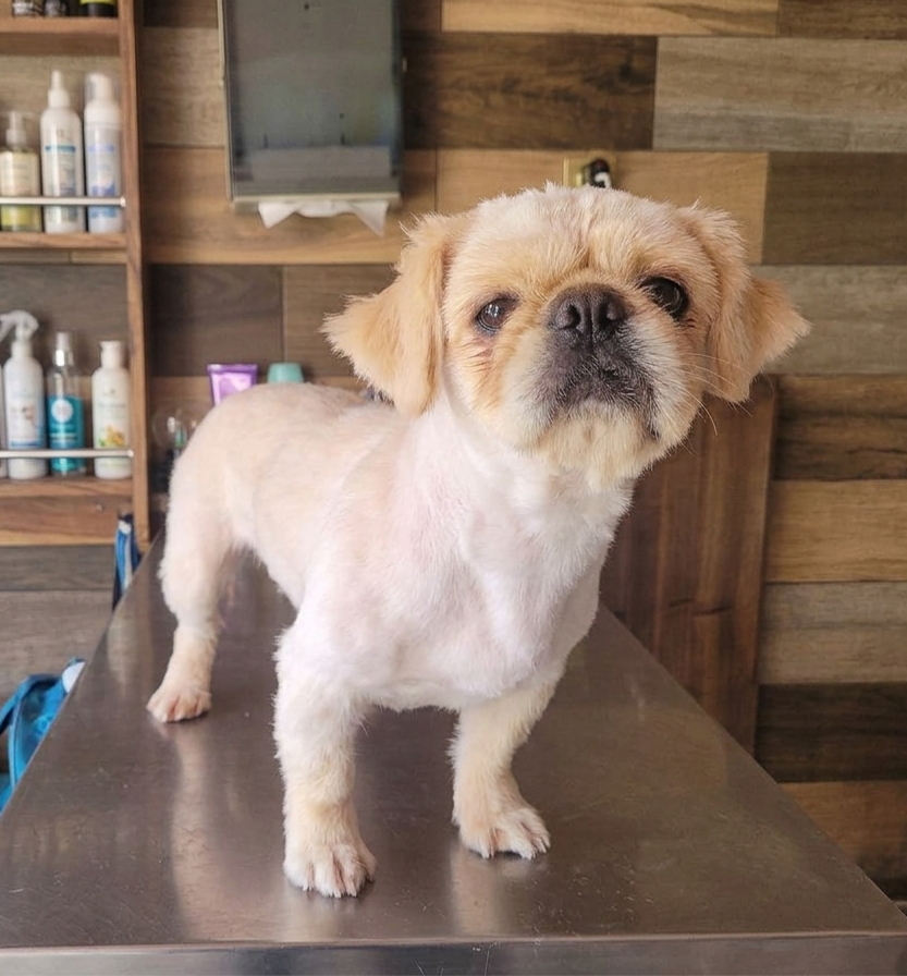 Astro después del grooming
